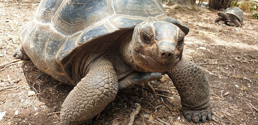Alabra-Tortoise-in-Antigua