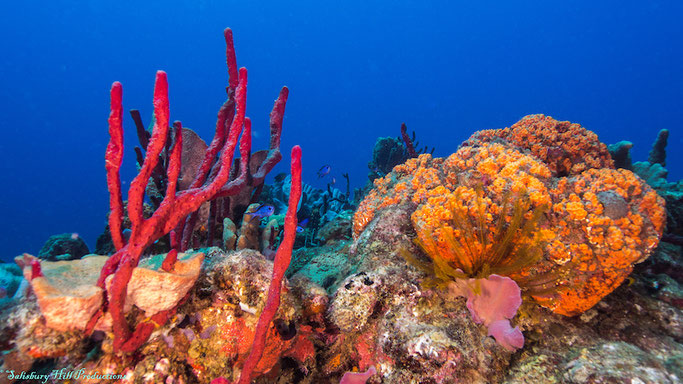 Scuba diving